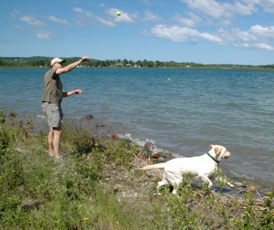 Dave and Jack playing fetch in the lake.