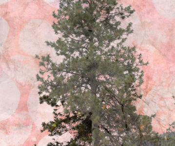 Season’s Greetings